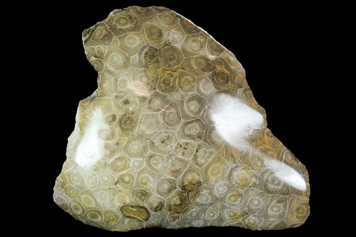Polished Fossil Coral (Actinocyathus) - Morocco #100727